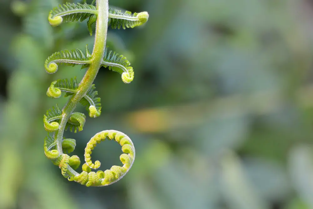 Semi curled fern leaf in the process of growth.