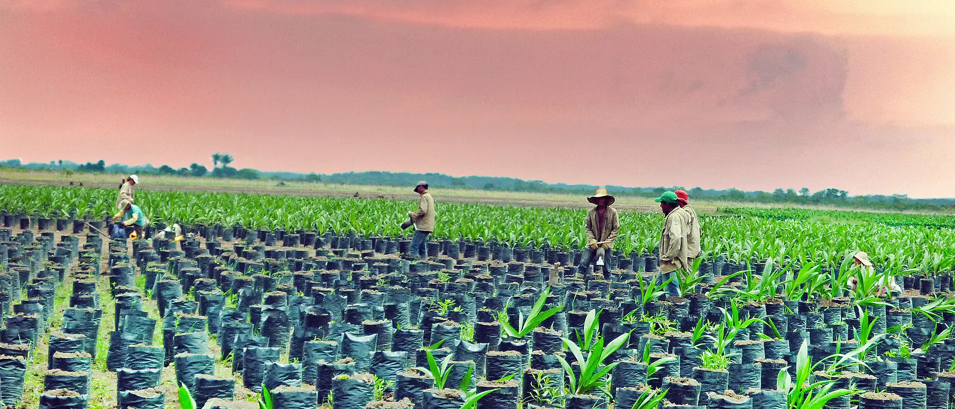 Muncitori agricoli în domeniul uleiului de palmier din Columbia 